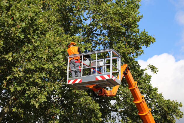 How Our Tree Care Process Works  in  Wolfe City, TX
