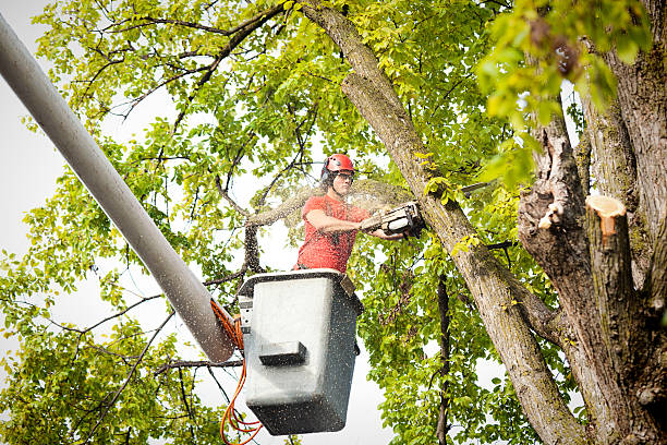 Leaf Removal in Wolfe City, TX