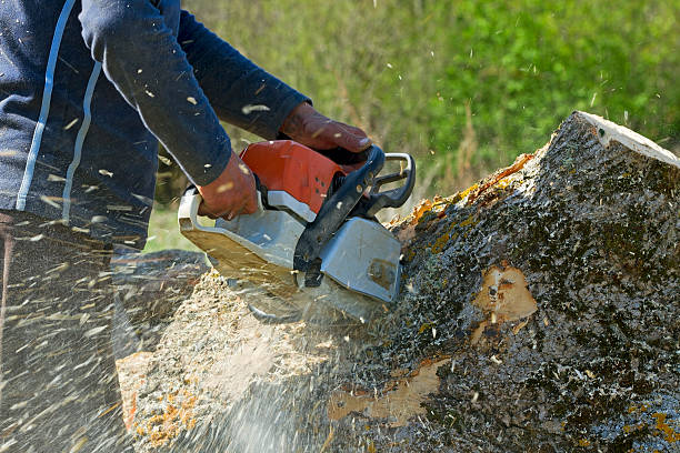 Best Tree Trimming and Pruning  in Wolfe City, TX
