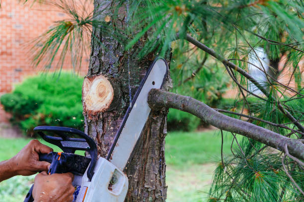 Trusted Wolfe City, TX Tree Services Experts